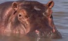 Hippo at Kiboko Bay Waters, Lake Victoria